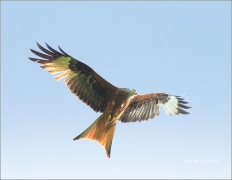 <p>LUŇÁK ČERVENÝ (Milvus milvus) /Red kite - Rotmilan/ </p>